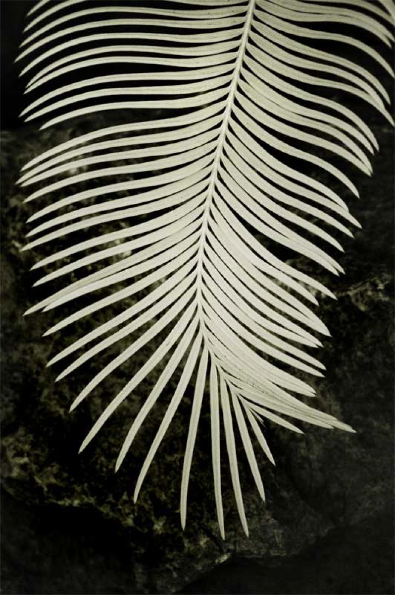leaf | GANREF
