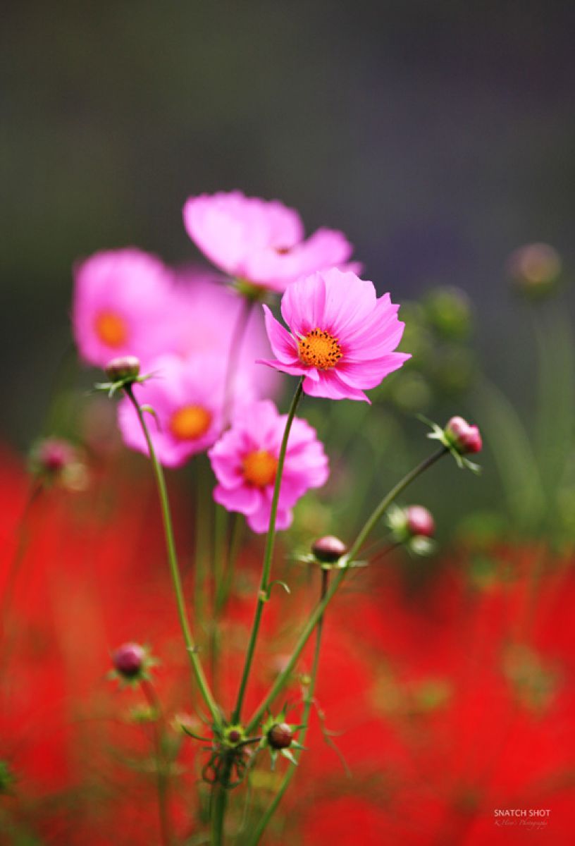 コスモス2 GANREF