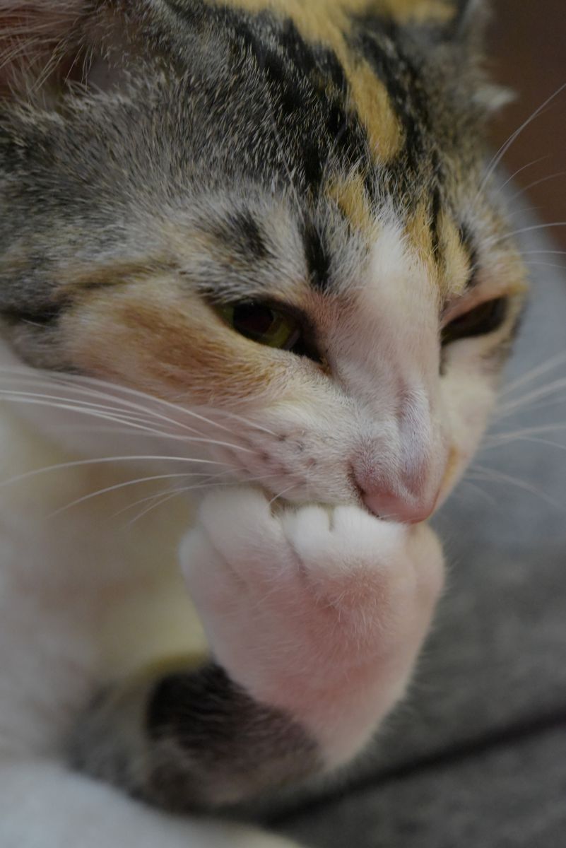 「クックックッ・・・そちも悪よのぉ」 GANREF