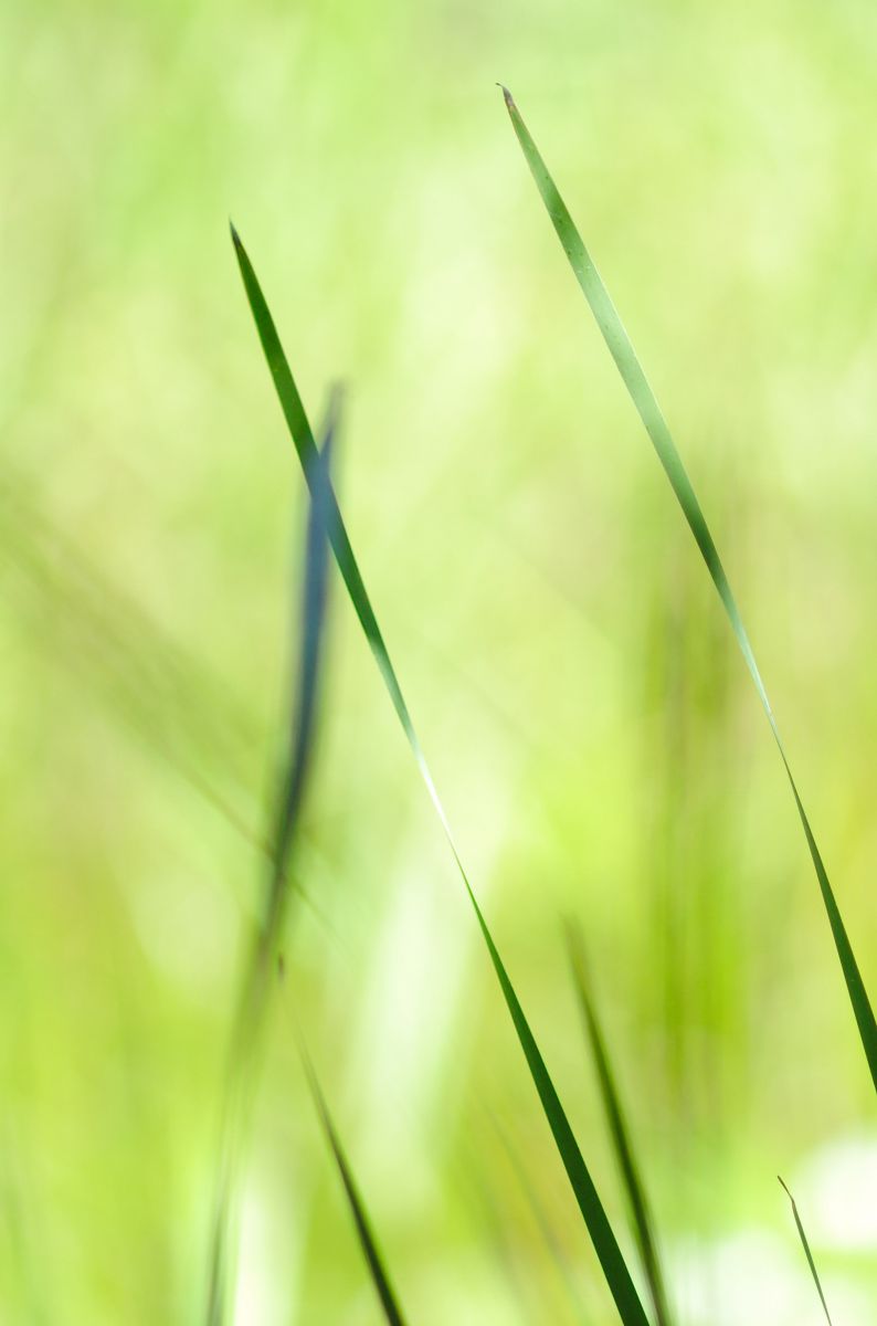 leaf | GANREF