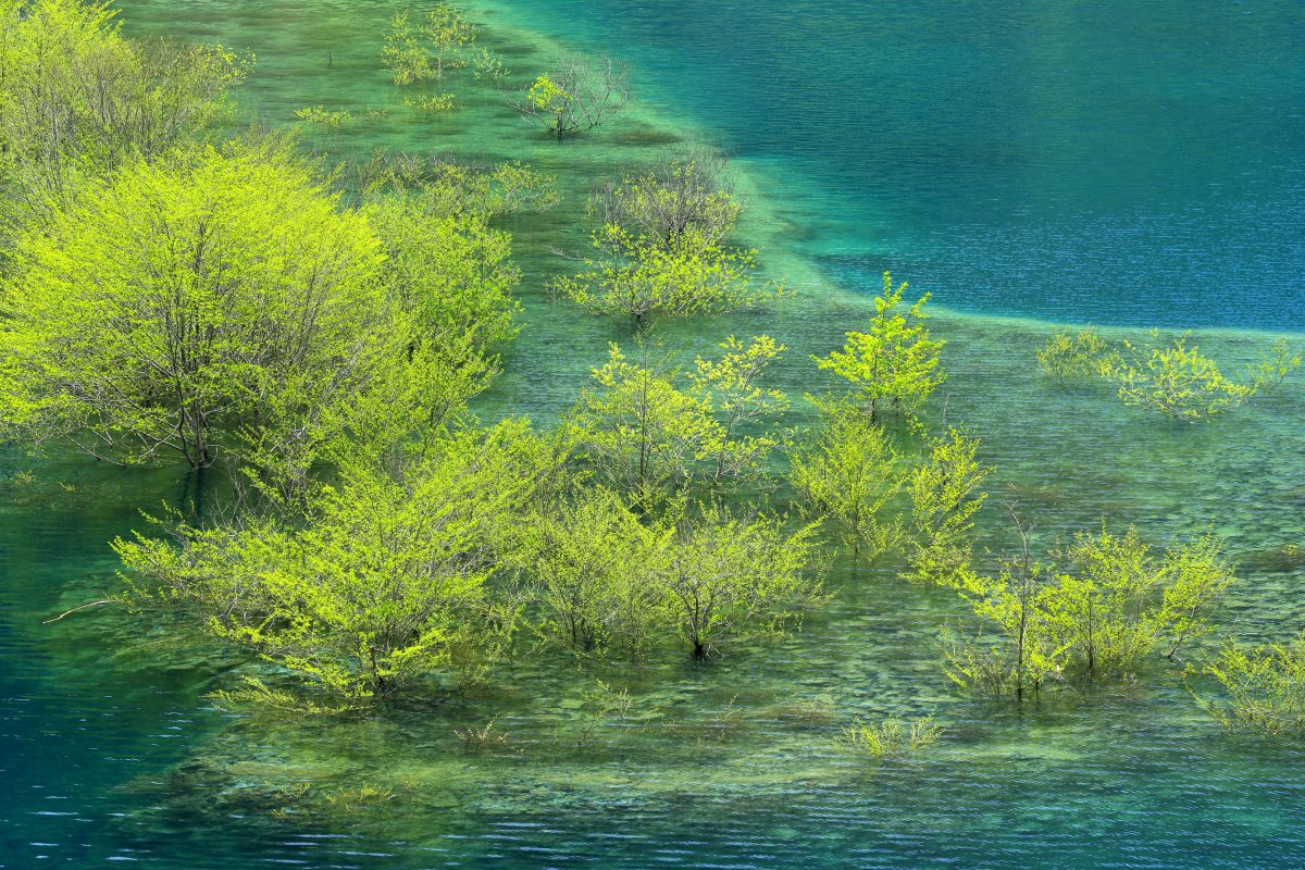 Blue or Green | GANREF