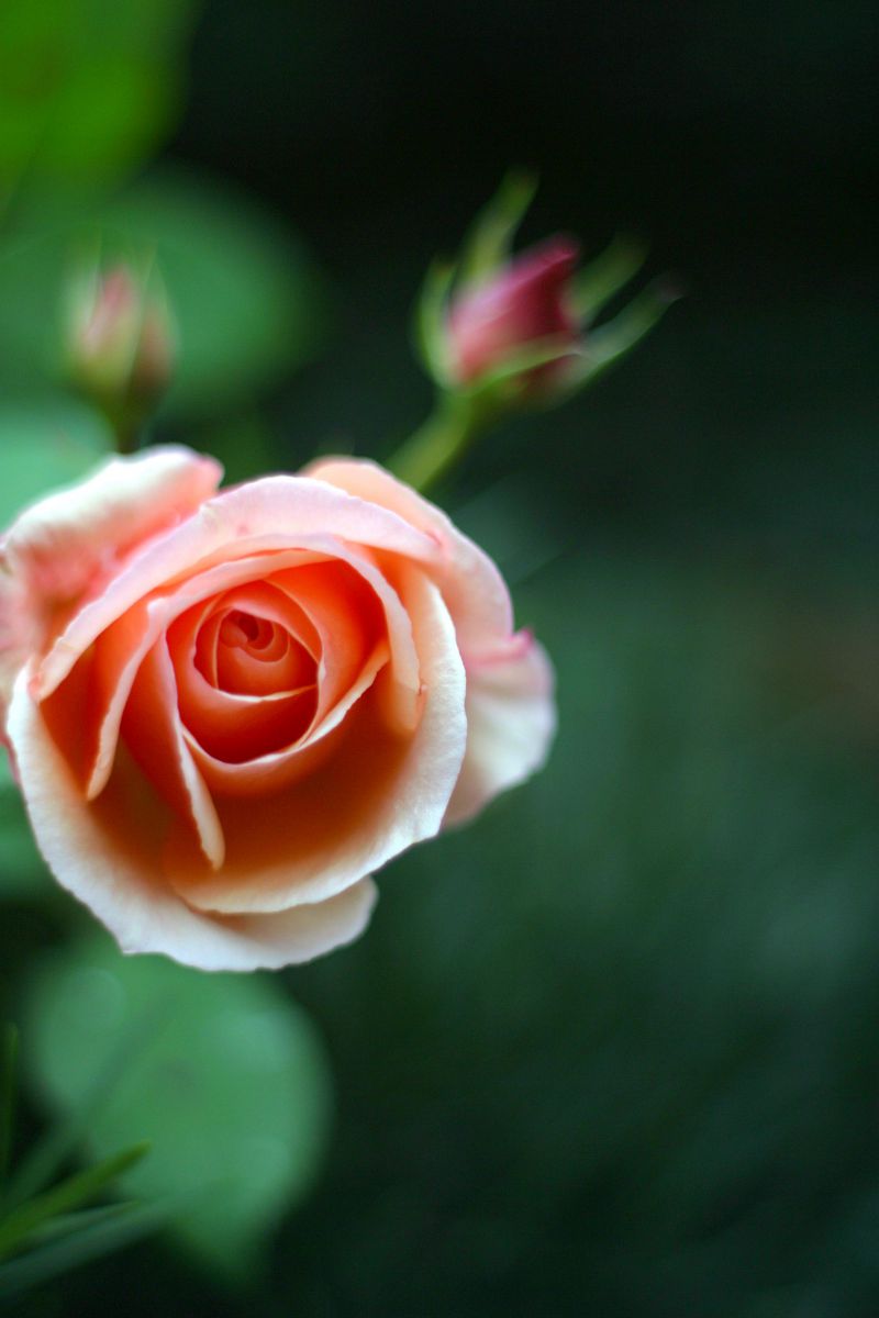 ROSE PINK | GANREF