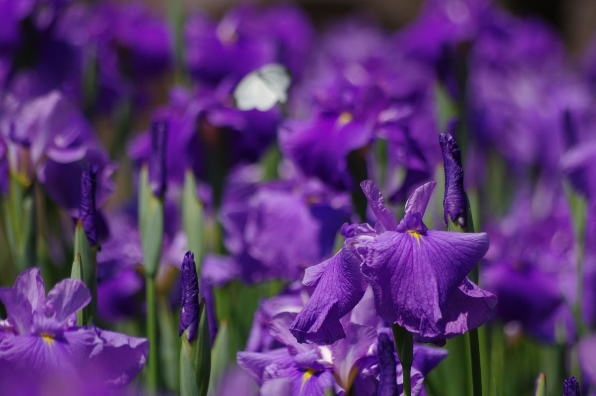 purple world | GANREF