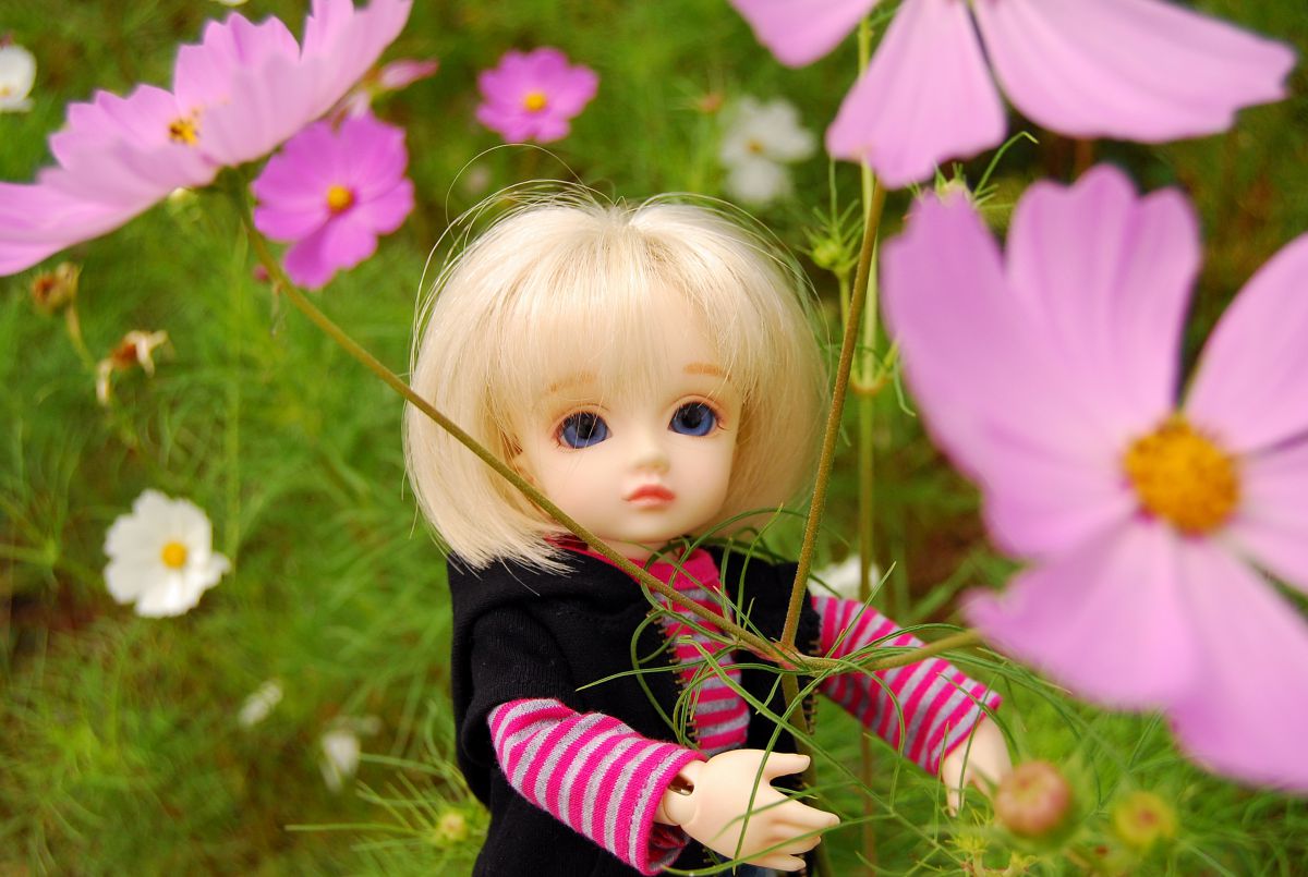 コスモス8 一つの花 | GANREF