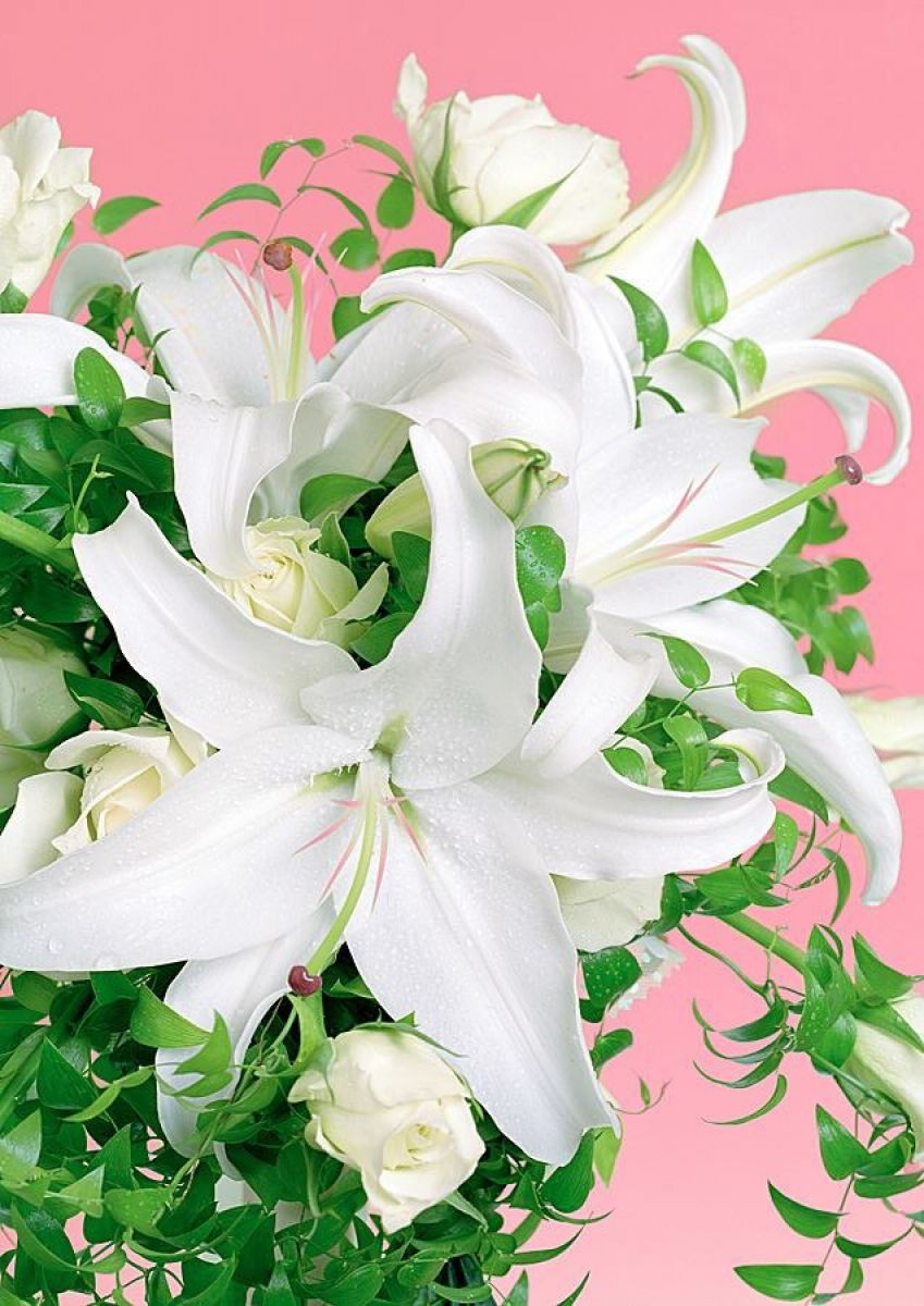 カサブランカ | GANREF