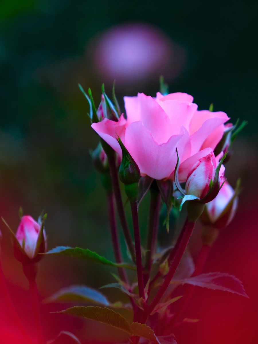 Pink light | GANREF