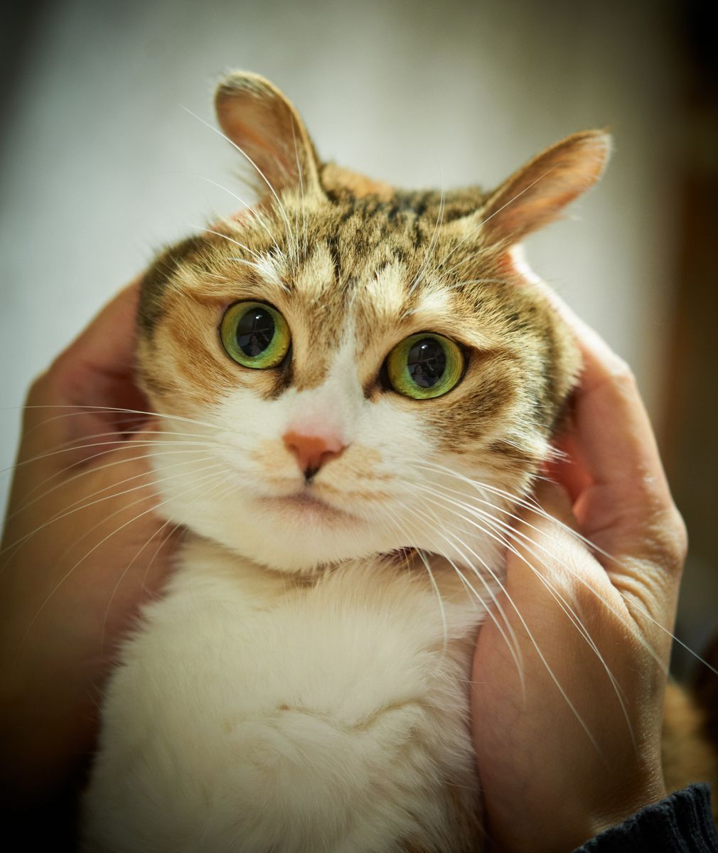 うさみみねこ | GANREF