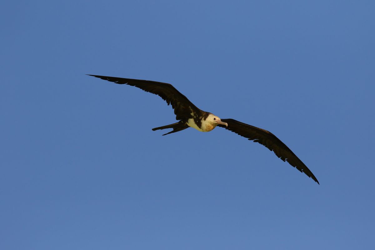 9b0d530eae4c5b067996f0da9b6f7d