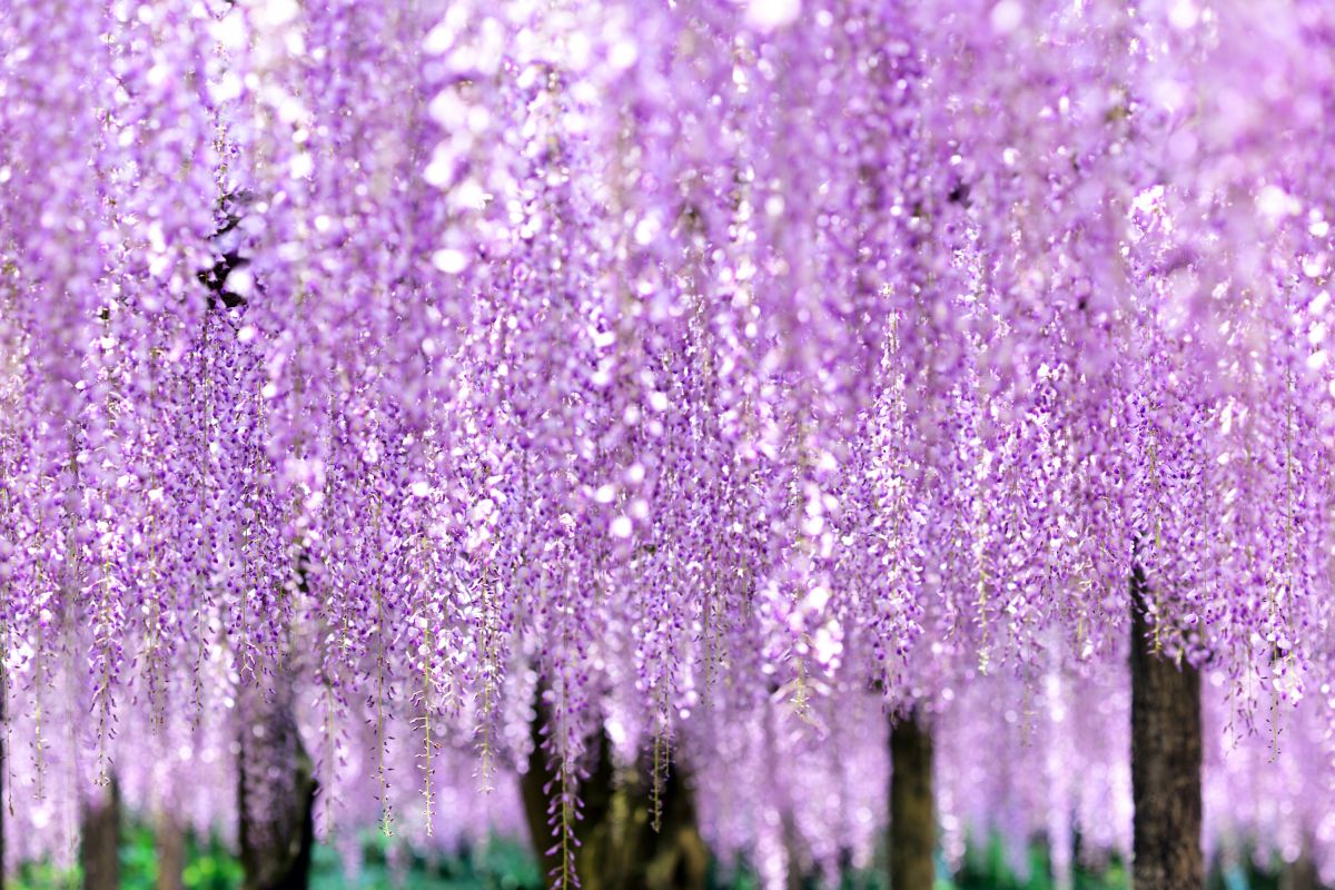 Purple Lace | GANREF