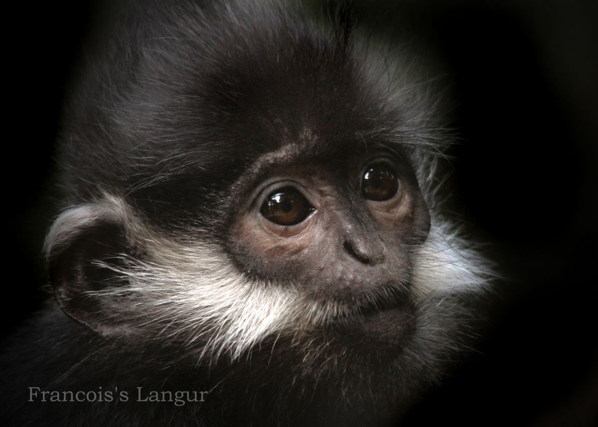 フランソワルトン GANREF