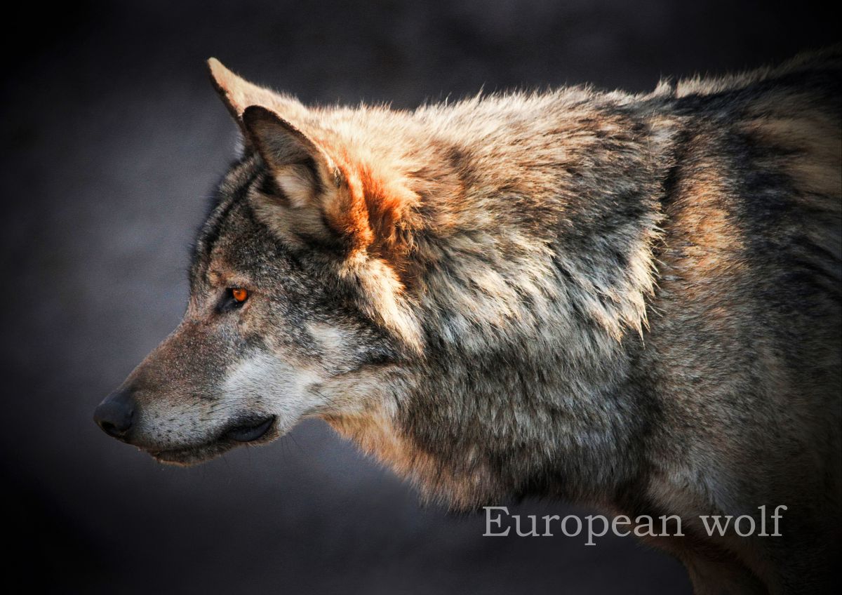 タイリクオオカミ | GANREF