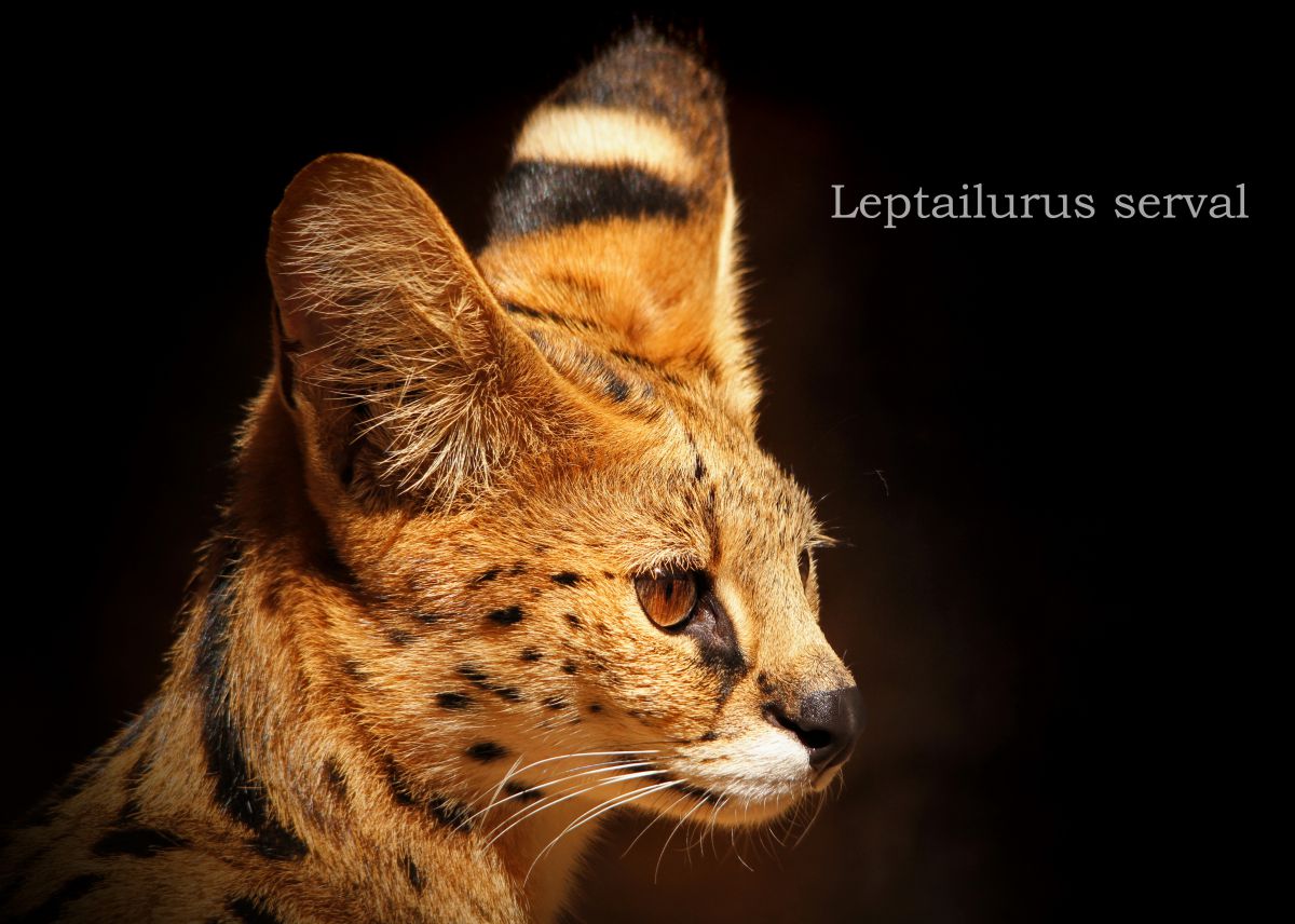 サーバル | GANREF