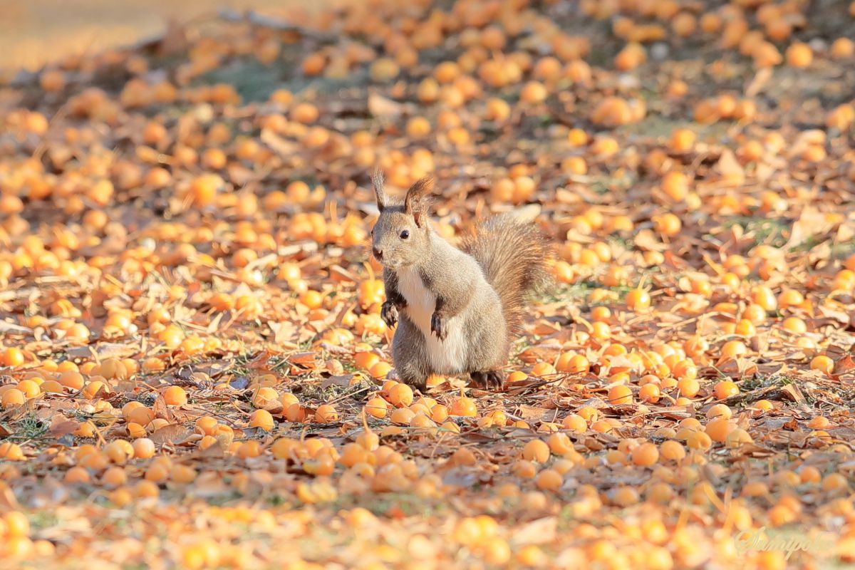 冬のリスちゃん 22 ～ 何これ | GANREF