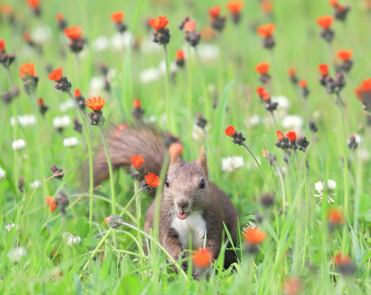 ラブリーリス 花 最高の花の画像
