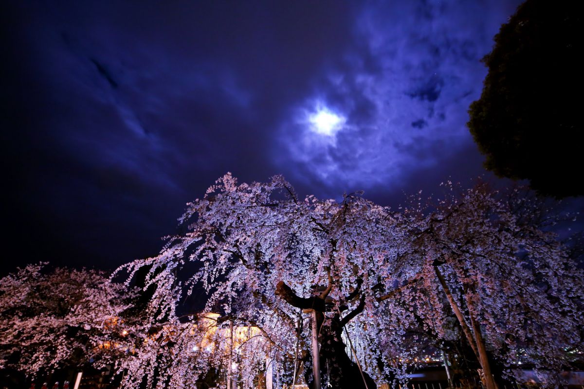 月下桜 | GANREF