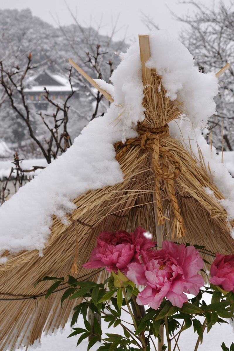 藁笠冬牡丹 藁帽子を被り雪を凌ぐピンクの冬牡丹 | GANREF