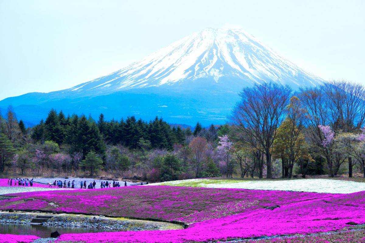 今年 No1 のお花見風景 | GANREF