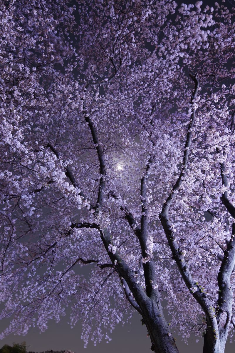 月夜桜 | GANREF