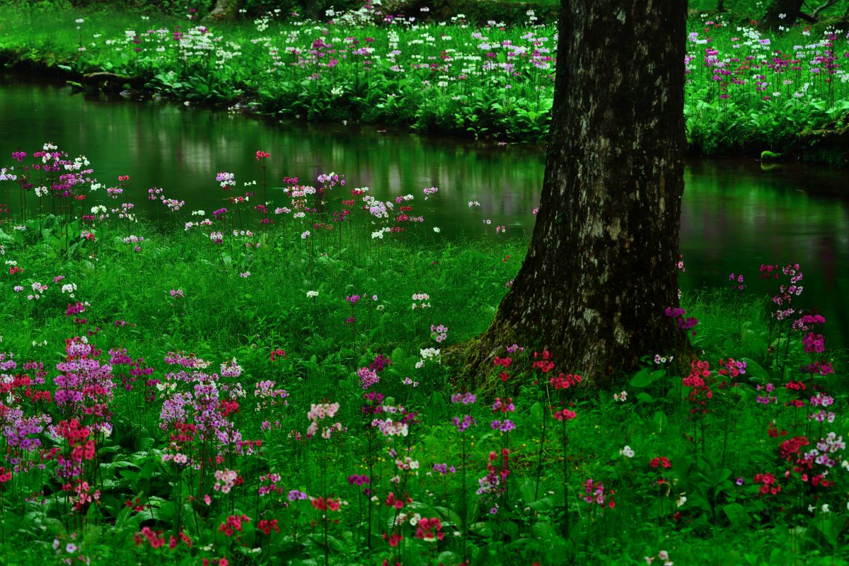 妖精の森へ 葉鳴妖精ハキリ【VR】{EX188/75}《自然》