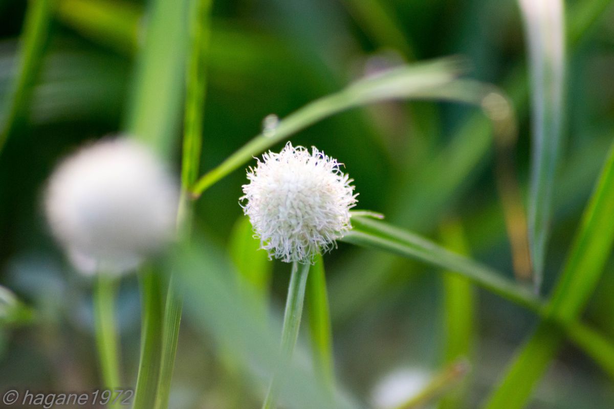 綿毛のような小さな花 Ganref