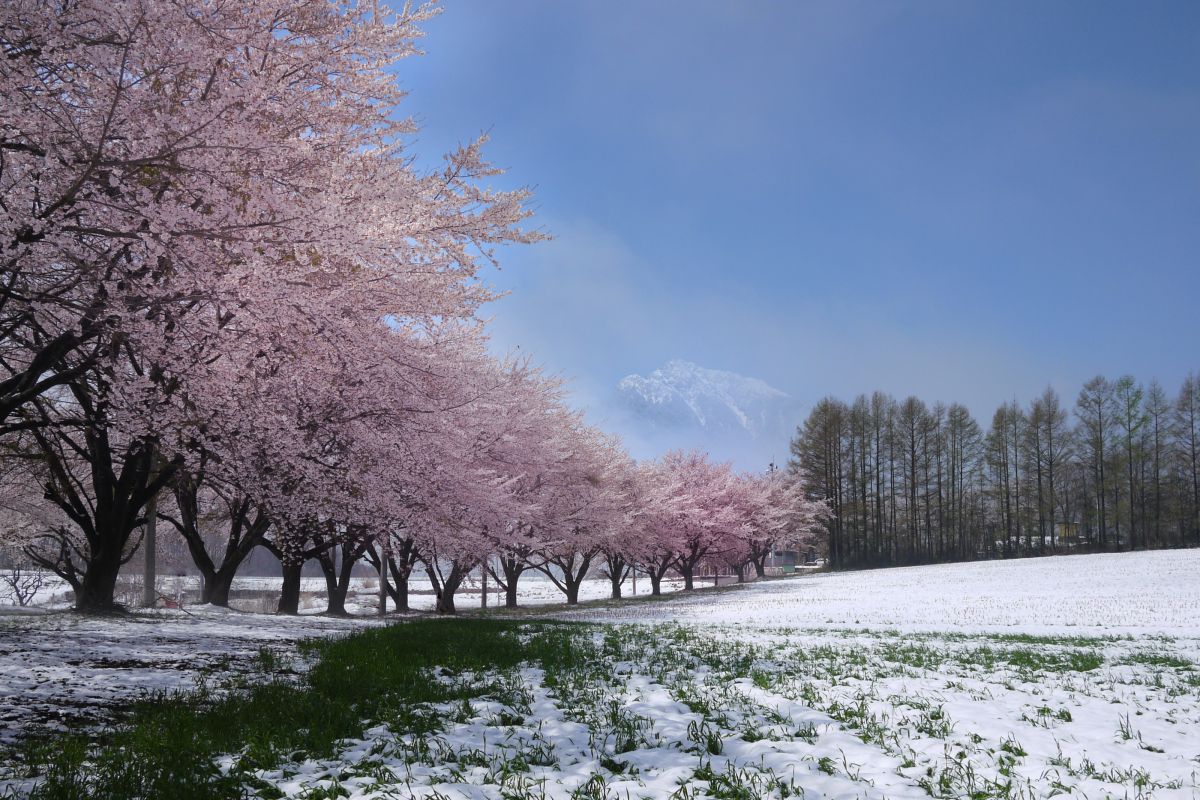 雪桜咲く | GANREF