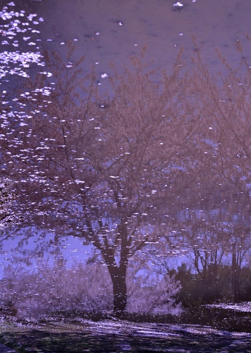 桜吹雪の中のパンダの親子100/58 KK87417 桜吹雪の中のパンダの親子100/58 KK87417
