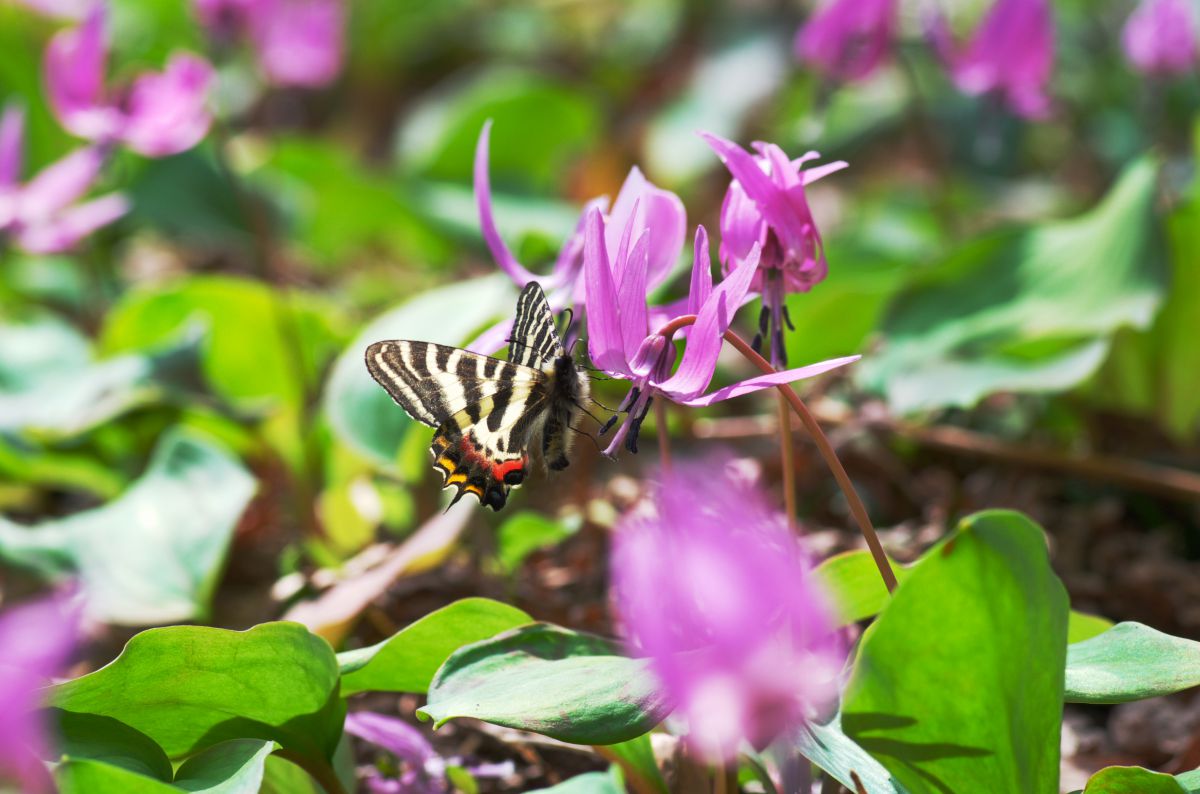 Spring ephemeral* | GANREF