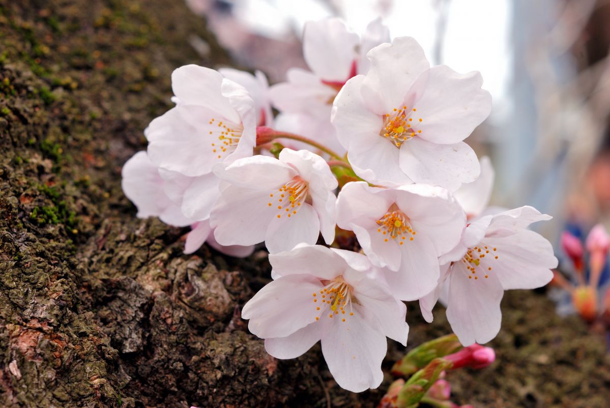 和 桜の花びら ３枚綴り Amazon | 花楽堂 【桜の造花】 桜の花びら 1000枚入 -桜のある