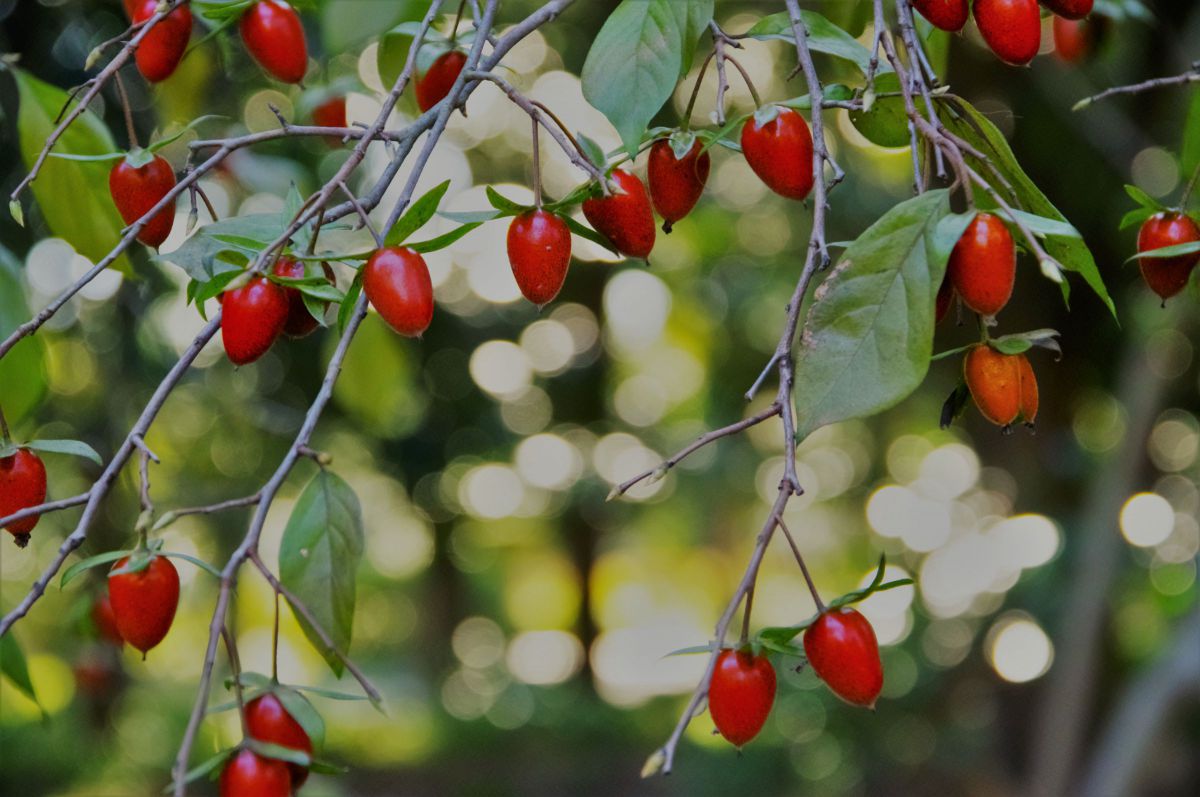 MDAwMDA0NjkyNg_MC4zOTExMTYwMCA