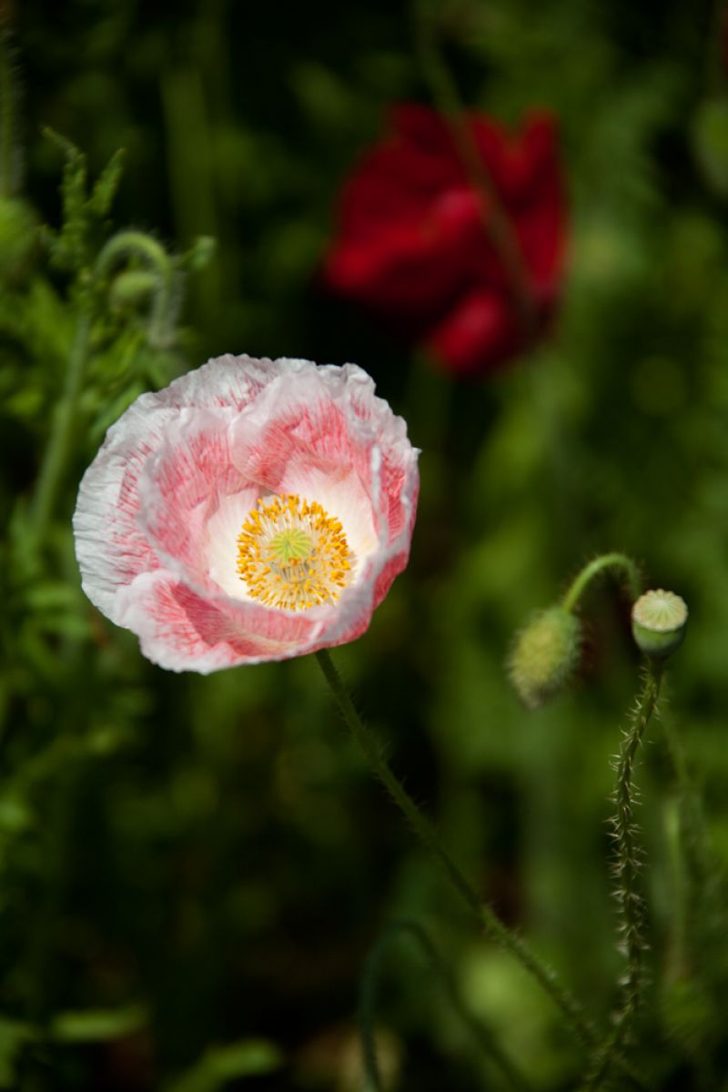 acbe43b7b2cd463bae7393fde015f6