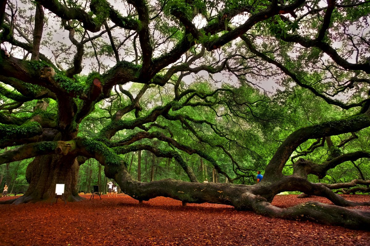 エンジェルオークツリー 天使の宿り木 | GANREF