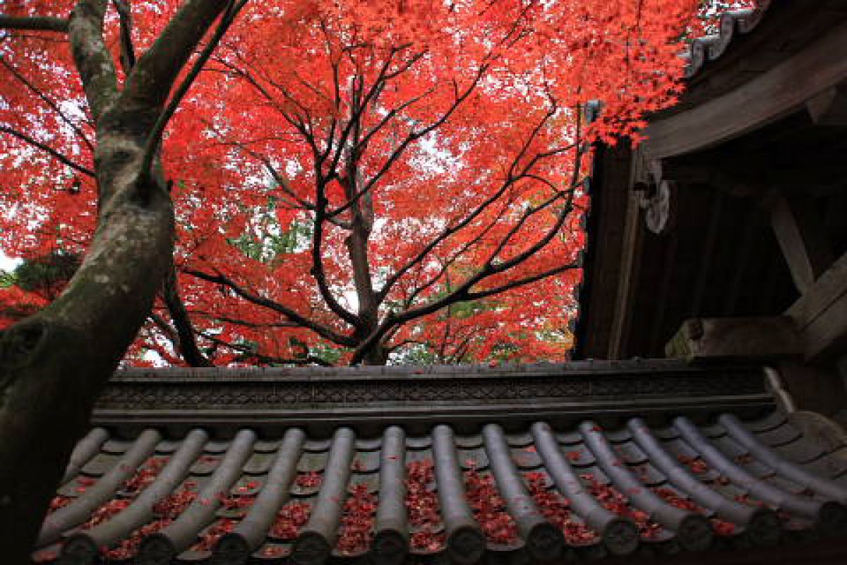 永源寺 GANREF