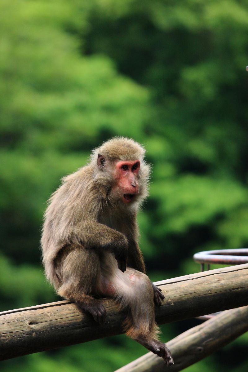 ニホンザル1 GANREF