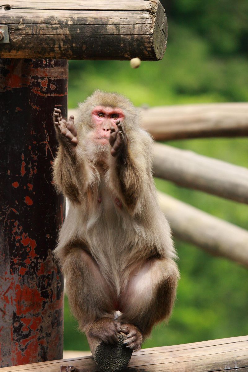 ニホンザル GANREF