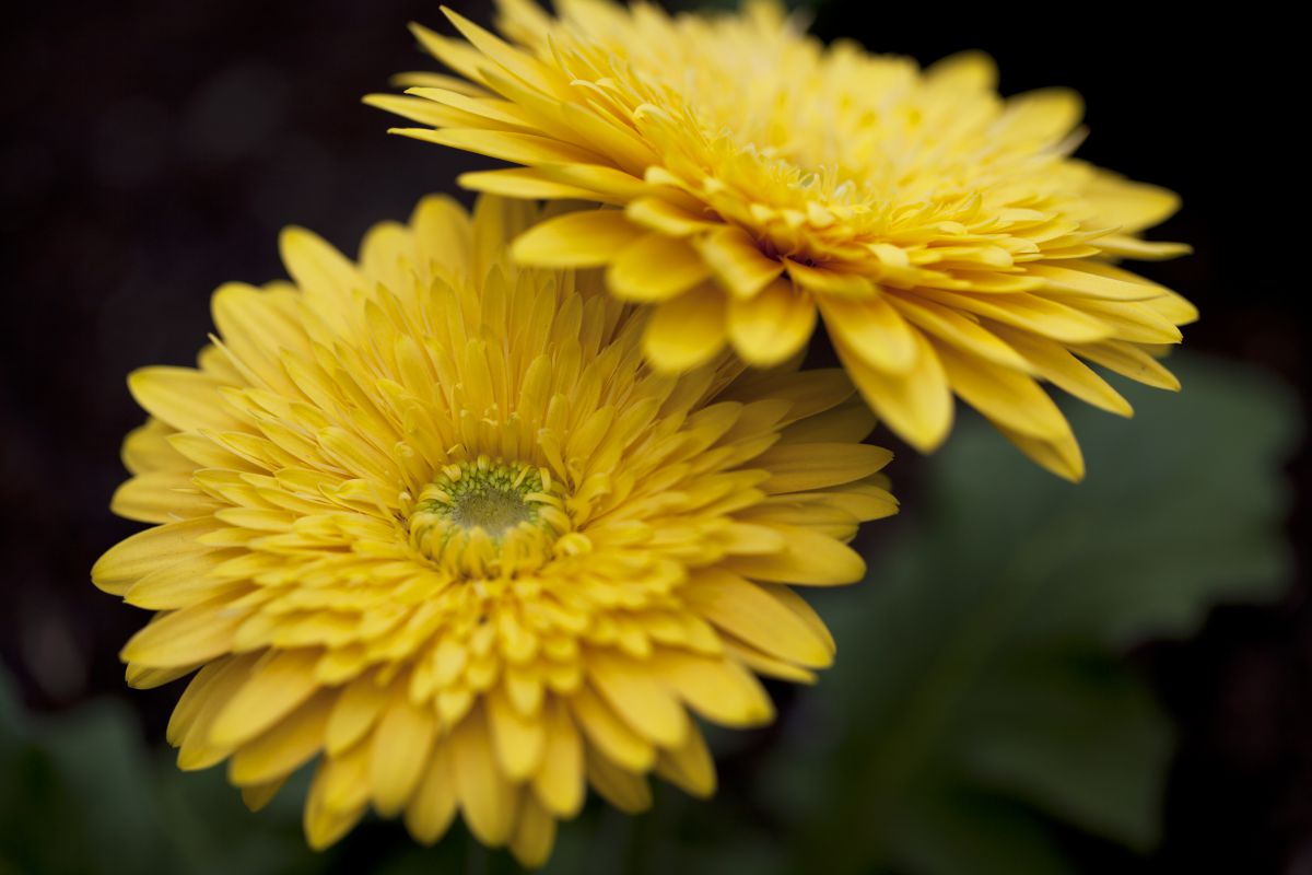 yellow | GANREF