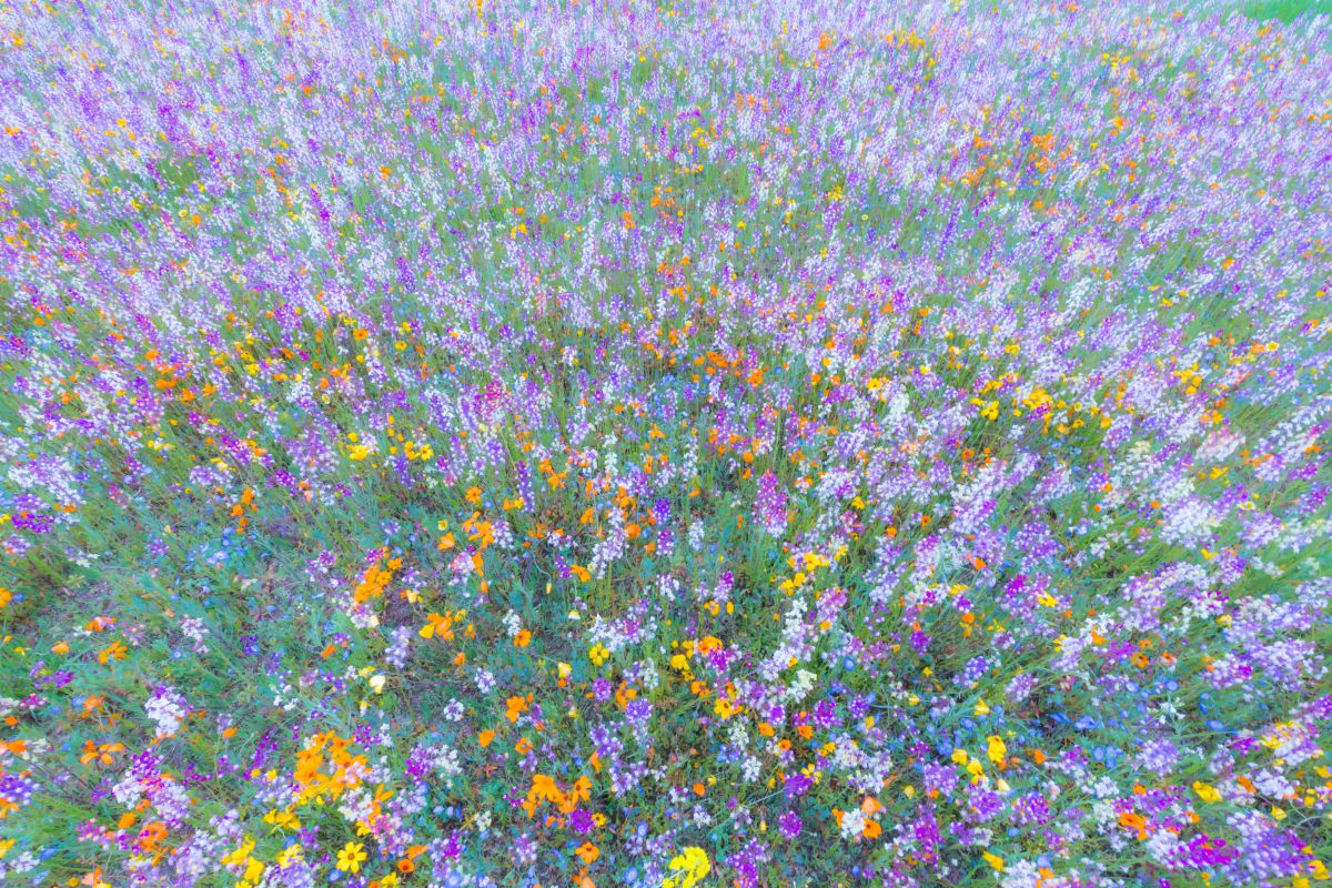 ハイジのお花畑 | GANREF