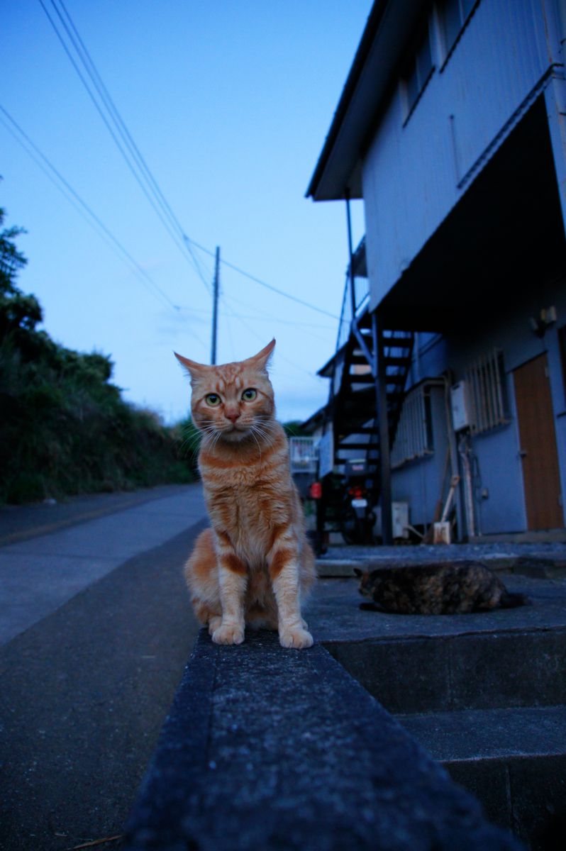 茶猫。 | GANREF