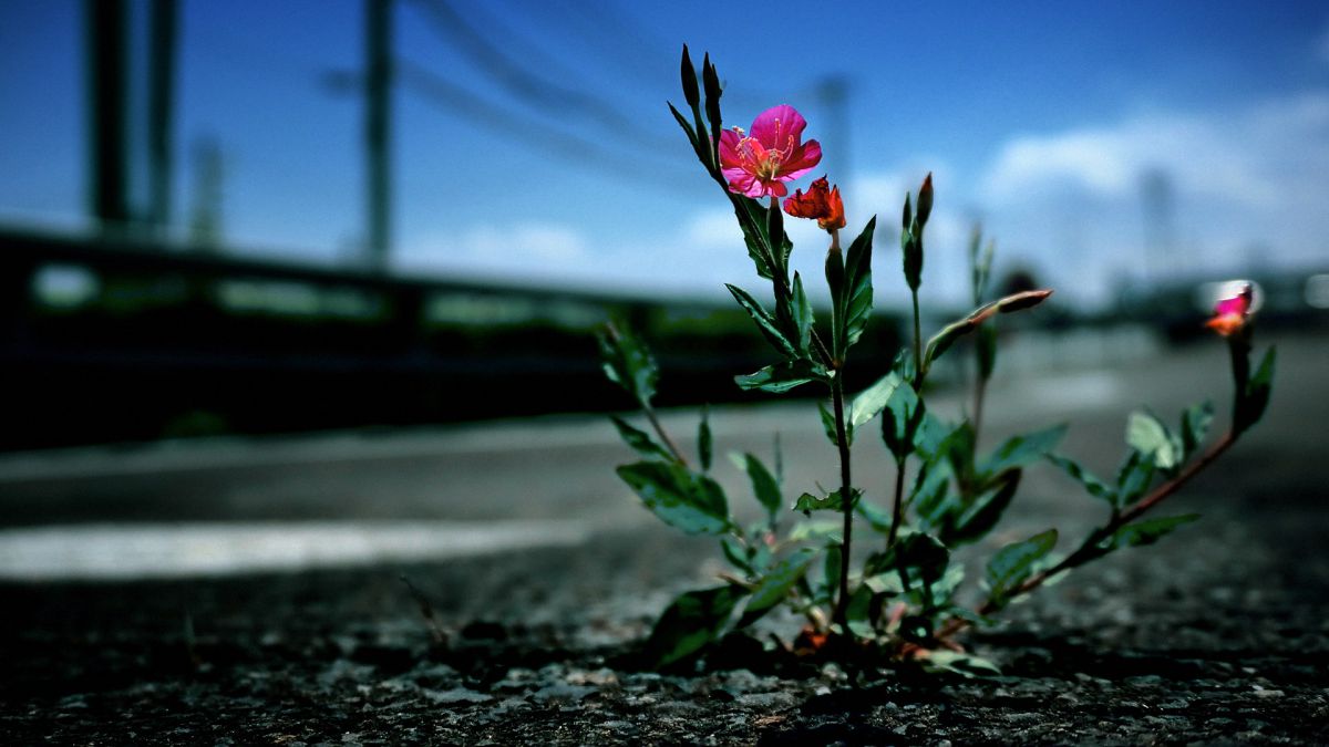 名も知らないアスファルトに咲く花 植物 花 花びら Ganref 名も知らないアスファルトに咲く花 植物 花 花びら Ganref