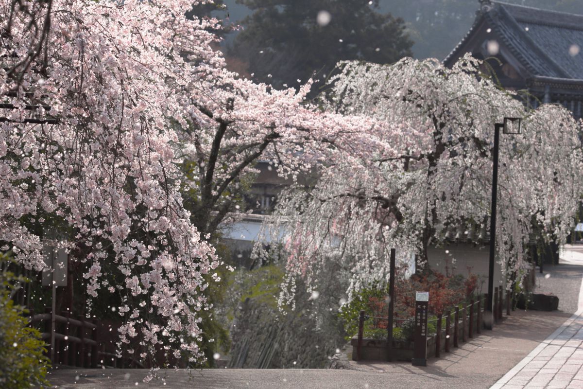 春風に舞う | GANREF