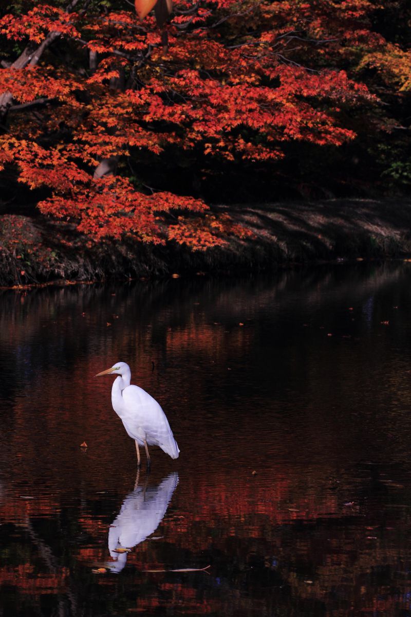 花鳥風月 | GANREF