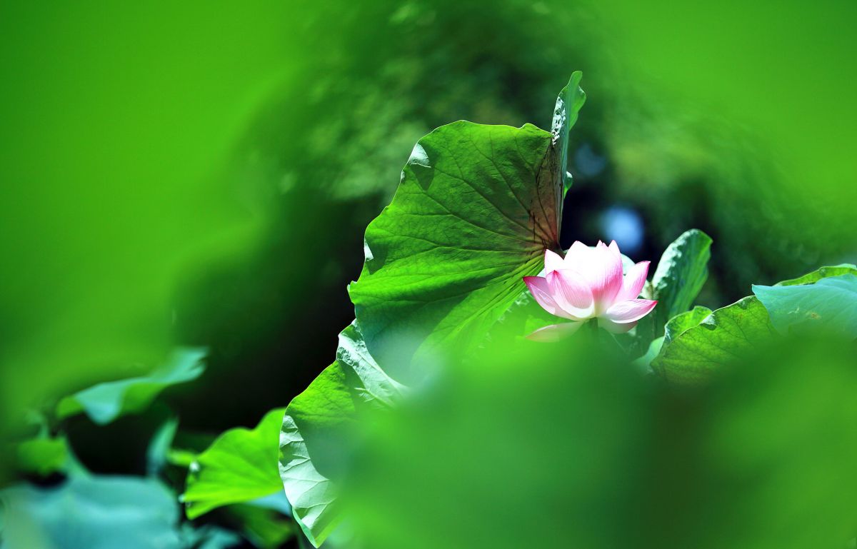 Surfing of the Lotus ! GANREF