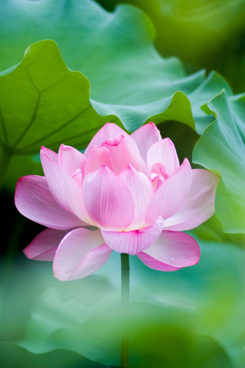 ✿あまちゃんページ (ピンクの蓮の花の仏花) ✿あまちゃんページ (