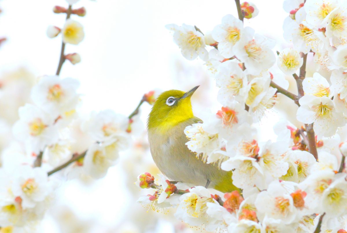 Lovely spring | GANREF