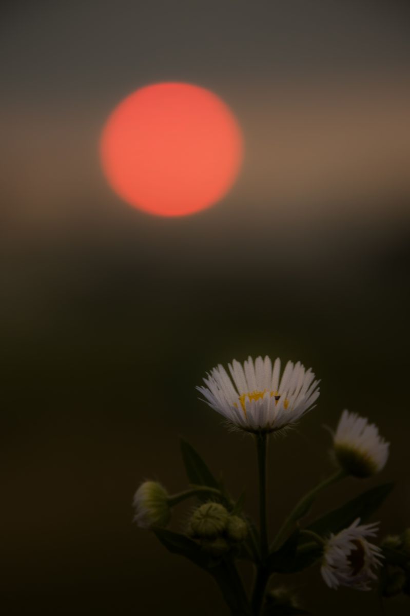 夕日に咲く花 | GANREF