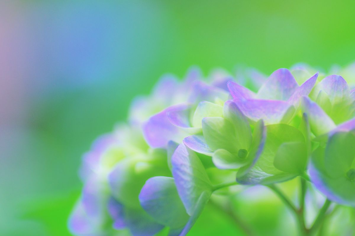 lime green dream | GANREF
