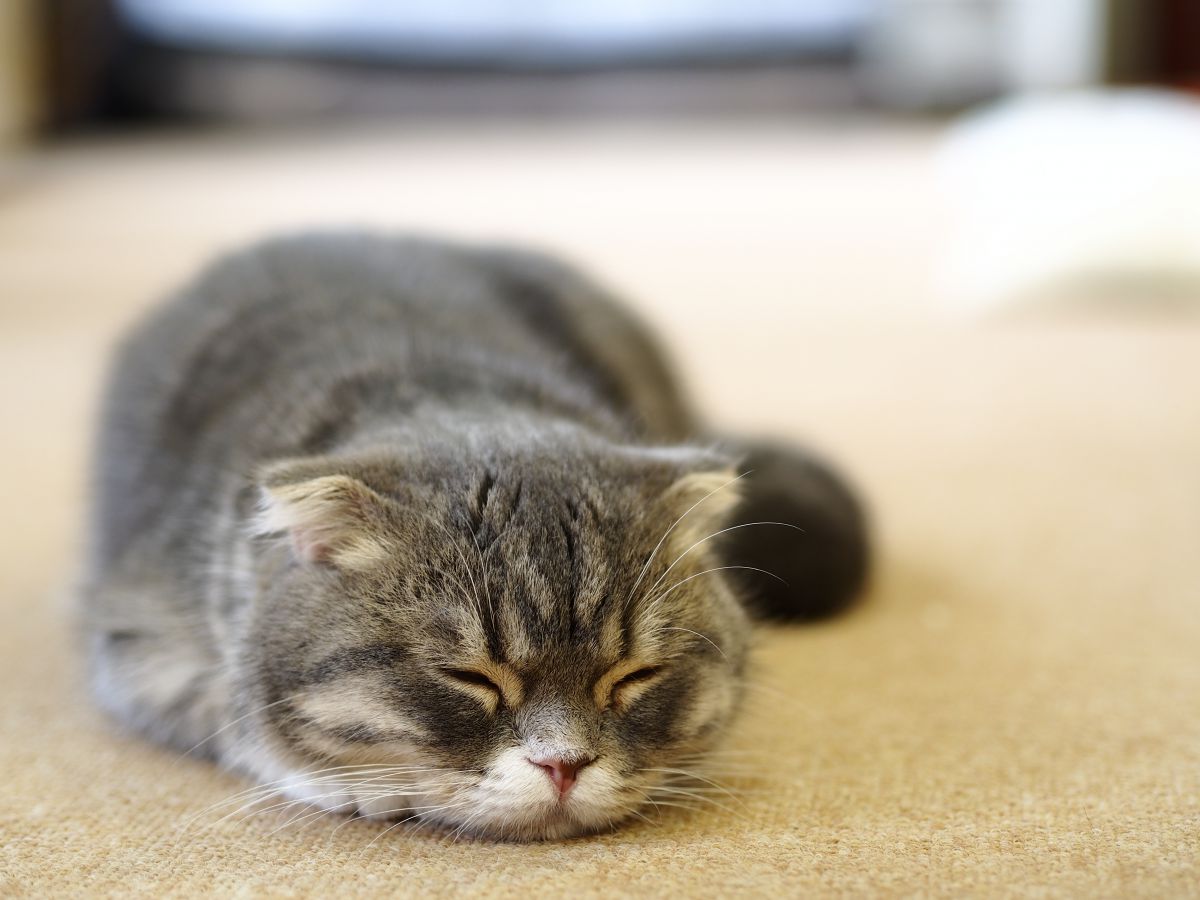 ふて猫にゃん Ganref ふて猫にゃん Ganref