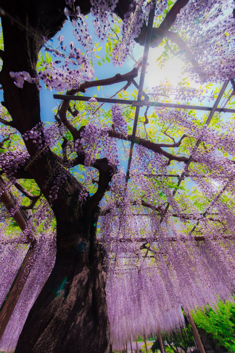 Purple shine | GANREF