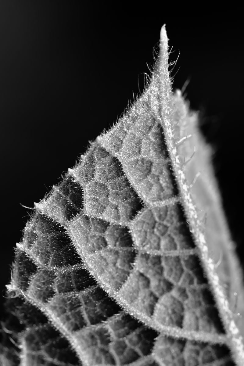 Leaf | GANREF
