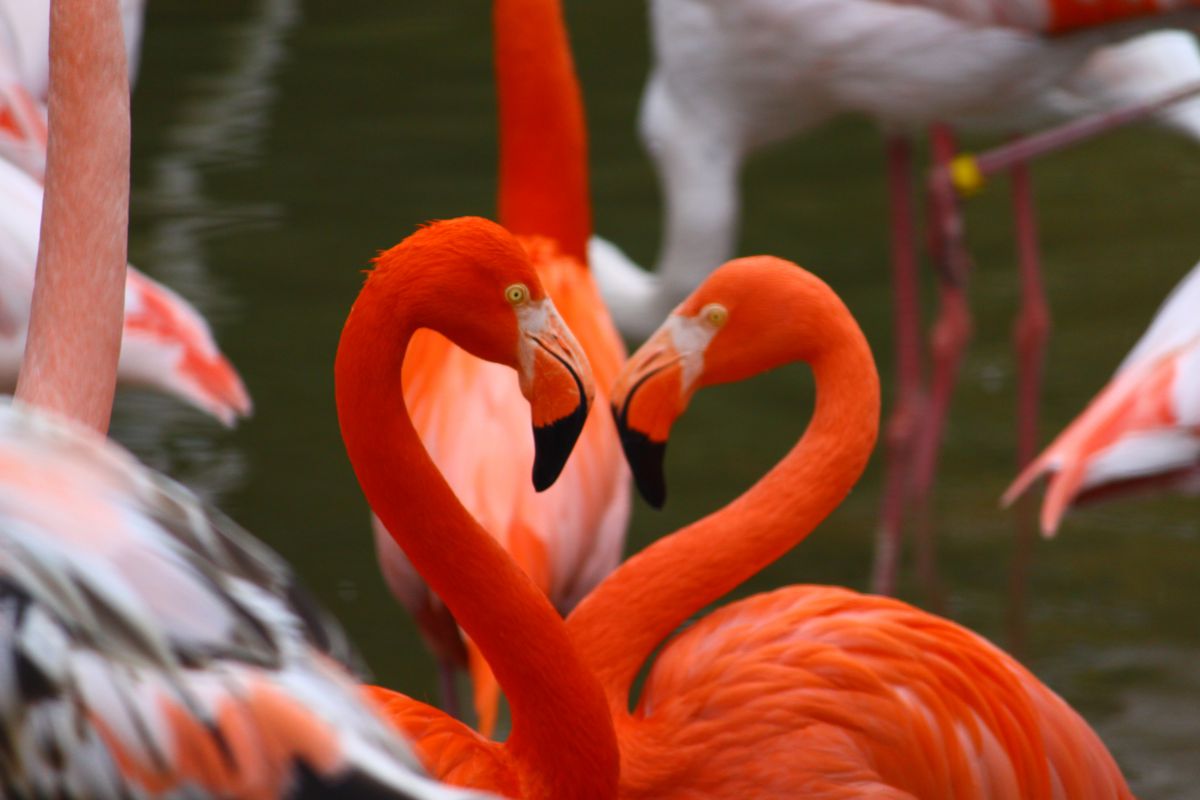 愛のカタチ | GANREF