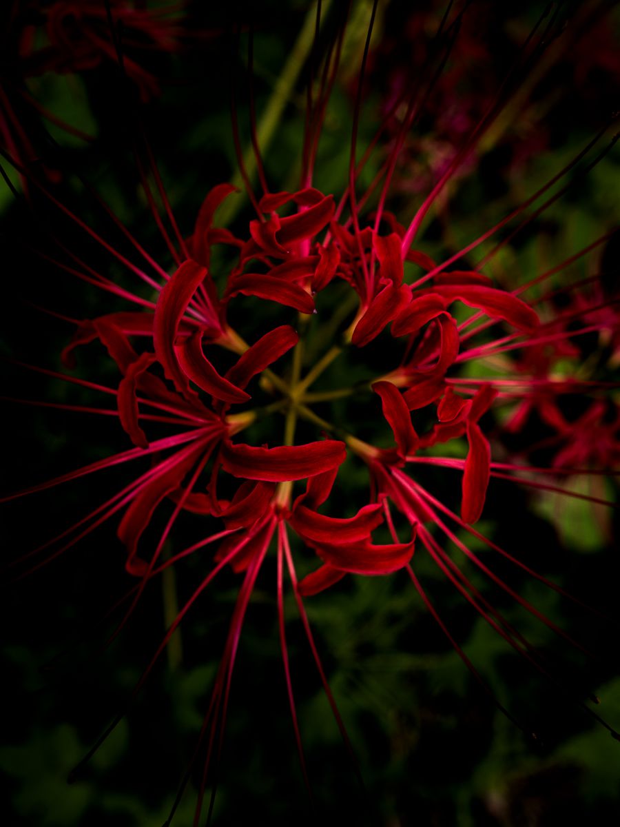 毒花 毒花 | GANREF